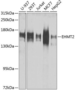 WesternBlot (WB) analysis of EHMT2 polyclonal antibody in extracts from Jurkat, HEK-293 and Hela cells.