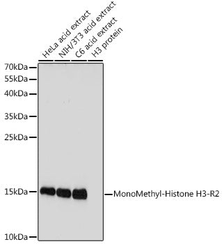 Western blot analysis of extracts of various cell lines, using MonoMethyl-Histone H3-R2 antibody  at 1:1000 dilution.
Secondary antibody: HRP Goat Anti-Rabbit IgG   at 1:10000 dilution.
Lysates/proteins: 25ug per lane.
Blocking buffer: 3% nonfat dry milk in TBST.
Detection: ECL Basic Kit .
Exposure time: 20s.