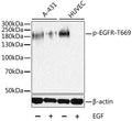 Phospho-EGFR-T669 polyclonal antibody – Figure 1 of 2
