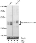 Phospho-eIF4EBP1-T37/46 polyclonal antibody – Figure 1 of 4