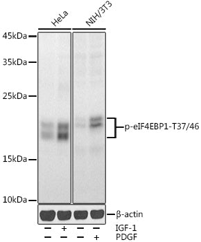 Phospho-eIF4EBP1-T37/46 polyclonal antibody – Figure 1 of 4