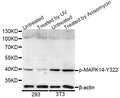 Western blot analysis of extracts of 293 and NIH/3T3 cells, using p38/MAPK14 (phospho-Y322) polyclonal antibody.