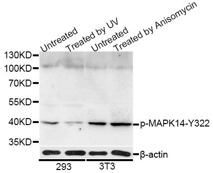 Western blot analysis of extracts of 293 and NIH/3T3 cells, using p38/MAPK14 (phospho-Y322) polyclonal antibody.