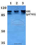 Western blot (WB) analysis of p-AXL (Y703) polyclonal antibody at 1:500 dilution
Lane1:HEK293T whole cell lysate
Lane2:NIH-3T3 whole cell lysate
Lane3:PC12 whole cell lysate