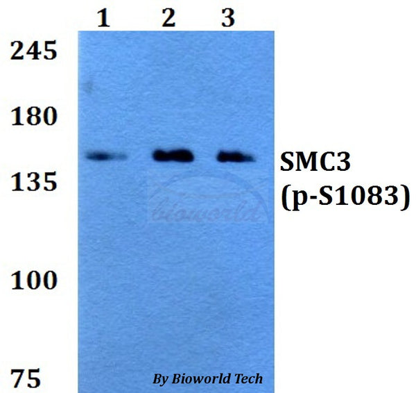 Western blot (WB) analysis of p-SMC3 (S1083) polyclonal antibody at 1:500 dilution
Lane1:A549 whole cell lysate
Lane2:sp2/0 whole cell lysate 
Lane3:PC12 whole cell lysate
