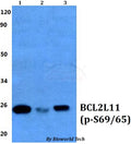 Western blot (WB) analysis of p-Bim (S69/S65) polyclonal antibody at 1:500 dilution
Lane1:HEK293T whole cell lysate
Lane2:Raw264.7 whole cell lysate
Lane3:sp2/0 whole cell lysate