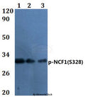 Western blot (WB) analysis of p-NCF1(S328) polyclonal antibody at 1:500 dilution  Lane1:PC12 treated with uv 4h whole cell lysate
Lane2:Raw264.7 treated with uv 4h whole cell lysate
Lane3:A549 treated with uv 4h whole cell lysate