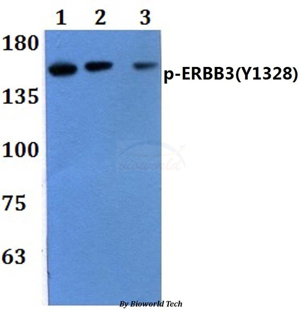 Western blot (WB) analysis of p-ERBB3(Y1328) polyclonal antibody pAb at 1:500 dilution  
Lane1:MCF-7 treated with EGF(0.1ng/m) 30 min whole cell lysate
Lane2:THP-1 treated with EGF(0.1ng/m) 30 min whole cell lysate
Lane3:Raw264.7 treated with EGF(0.1ng/m) 30 min whole cell lysate