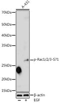 Phospho-Rac1/2/3-S71 polyclonal antibody – Figure 1 of 1