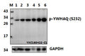 Western blot (WB) analysis of p-YWHAQ (S232) polyclonal antibody at 1:500 dillution
Lane1: Hela whole cell lysate
Lane2: Hela treated with LPS(100ng/ml, 30min) whole cell lysate
Lane3: C6 whole cell lysate 
Lane4: C6 treated with EGF(0.1ng/ml, 30min) whole cell lysate
Lane5: BV2 whole cell lysate
Lane6: BV2 treated with LPS(100ng/ml, 30min) whole cell lysate