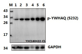 Western blot (WB) analysis of p-YWHAQ (S232) polyclonal antibody at 1:500 dillution
Lane1: Hela whole cell lysate
Lane2: Hela treated with LPS(100ng/ml, 30min) whole cell lysate
Lane3: C6 whole cell lysate 
Lane4: C6 treated with EGF(0.1ng/ml, 30min) whole cell lysate
Lane5: BV2 whole cell lysate
Lane6: BV2 treated with LPS(100ng/ml, 30min) whole cell lysate