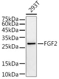 Western blot analysis of extracts of 293T cells, using FGF2 antibody  at 1:1000 dilution.
Secondary antibody: HRP Goat Anti-Rabbit IgG   at 1:10000 dilution.
Lysates/proteins: 25ug per lane.
Blocking buffer: 3% nonfat dry milk in TBST.
Detection: ECL Enhanced Kit .
Exposure time: 180s.