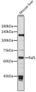 Western blot analysis of extracts of Mouse liver, using Raf1 antibody  at 1:1000 dilution.
Secondary antibody: HRP Goat Anti-Rabbit IgG   at 1:10000 dilution.
Lysates/proteins: 25ug per lane.
Blocking buffer: 3% nonfat dry milk in TBST.
Detection: ECL Basic Kit .
Exposure time: 30s.