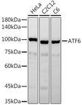 ATF6 polyclonal antibody - Figure 1 of 1