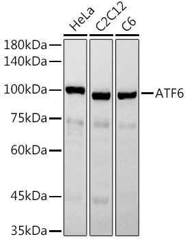 ATF6 polyclonal antibody - Figure 1 of 1