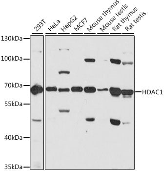 Western blot analysis of extracts of various cell lines, using HDAC1 antibody  at 1:1000 dilution.
Secondary antibody: HRP Goat Anti-Rabbit IgG   at 1:10000 dilution.
Lysates/proteins: 25ug per lane.
Blocking buffer: 3% nonfat dry milk in TBST.
Detection: ECL Basic Kit .
Exposure time: 60s.