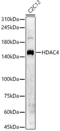 Western blot analysis of C2C12, using HDAC4 antibody  at  1:1640 dilution.
Secondary antibody: HRP Goat Anti-Rabbit IgG   at 1:10000 dilution.
Lysates/proteins: 25ug per lane.
Blocking buffer: 3% nonfat dry milk in TBST.
Detection: ECL Basic Kit .
Exposure time: 90s.