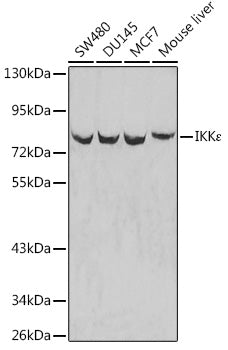 Western blot analysis of extracts of various cell lines, using IKKε antibody .
Secondary antibody: HRP Goat Anti-Rabbit IgG   at 1:10000 dilution.
Lysates/proteins: 25ug per lane.
Blocking buffer: 3% nonfat dry milk in TBST.