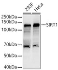 Western blot analysis of various lysates, using SIRT1 antibody  at 1:2950 dilution.
Secondary antibody: HRP Goat Anti-Rabbit IgG   at 1:10000 dilution.
Lysates/proteins: 25ug per lane.
Blocking buffer: 3% nonfat dry milk in TBST.
Detection: ECL Basic Kit .
Exposure time: 30s.