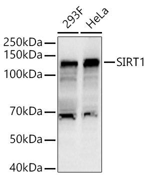 Western blot analysis of various lysates, using SIRT1 antibody  at 1:2950 dilution.
Secondary antibody: HRP Goat Anti-Rabbit IgG   at 1:10000 dilution.
Lysates/proteins: 25ug per lane.
Blocking buffer: 3% nonfat dry milk in TBST.
Detection: ECL Basic Kit .
Exposure time: 30s.