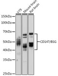 Western blot analysis of extracts of various cell lines, using CD147/CD147/BSG antibody  at 1:1000 dilution.
Secondary antibody: HRP Goat Anti-Rabbit IgG   at 1:10000 dilution.
Lysates/proteins: 25ug per lane.
Blocking buffer: 3% nonfat dry milk in TBST.
Detection: ECL Basic Kit .
Exposure time: 5s.