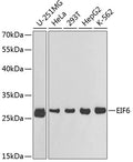 Western blot analysis of extracts of various cell lines, using EIF6 antibody  at 1:1000 dilution.
Secondary antibody: HRP Goat Anti-Rabbit IgG   at 1:10000 dilution.
Lysates/proteins: 25ug per lane.
Blocking buffer: 3% nonfat dry milk in TBST.