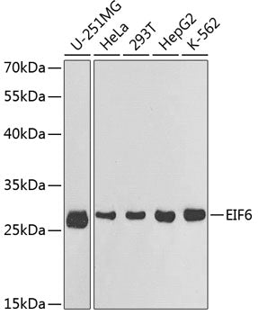 Western blot analysis of extracts of various cell lines, using EIF6 antibody  at 1:1000 dilution.
Secondary antibody: HRP Goat Anti-Rabbit IgG   at 1:10000 dilution.
Lysates/proteins: 25ug per lane.
Blocking buffer: 3% nonfat dry milk in TBST.