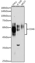 Western blot analysis of extracts of various cell lines, using CD46 antibody  at 1:1000 dilution.
Secondary antibody: HRP Goat Anti-Rabbit IgG   at 1:10000 dilution.
Lysates/proteins: 25ug per lane.
Blocking buffer: 3% nonfat dry milk in TBST.
Detection: ECL Basic Kit .
Exposure time: 30s.