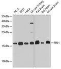 Western blot analysis of extracts of various cell lines, using Pin1 antibody  at 1:1000 dilution.
Secondary antibody: HRP Goat Anti-Rabbit IgG   at 1:10000 dilution.
Lysates/proteins: 25ug per lane.
Blocking buffer: 3% nonfat dry milk in TBST.
Detection: ECL Basic Kit .
Exposure time: 30s.
