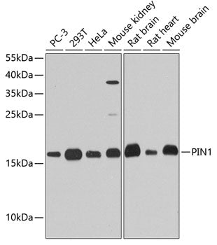 Western blot analysis of extracts of various cell lines, using Pin1 antibody  at 1:1000 dilution.
Secondary antibody: HRP Goat Anti-Rabbit IgG   at 1:10000 dilution.
Lysates/proteins: 25ug per lane.
Blocking buffer: 3% nonfat dry milk in TBST.
Detection: ECL Basic Kit .
Exposure time: 30s.