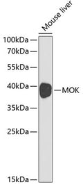 Western blot analysis of extracts of mouse liver, using MOK antibody  at 1:1000 dilution.
Secondary antibody: HRP Goat Anti-Rabbit IgG   at 1:10000 dilution.
Lysates/proteins: 25ug per lane.
Blocking buffer: 3% nonfat dry milk in TBST.