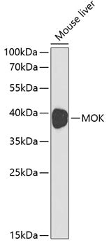 Western blot analysis of extracts of mouse liver, using MOK antibody  at 1:1000 dilution.
Secondary antibody: HRP Goat Anti-Rabbit IgG   at 1:10000 dilution.
Lysates/proteins: 25ug per lane.
Blocking buffer: 3% nonfat dry milk in TBST.