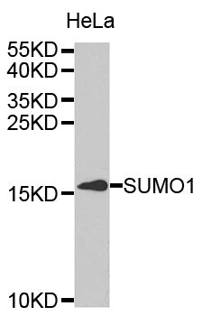 SUMO1 polyclonal antibody – Figure 1 of 1