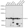 Western blot analysis of extracts of various cell lines, using Cullin 1 antibody  at 1:1000 dilution.
Secondary antibody…