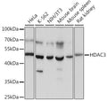 Western blot analysis of extracts of various cell lines, using HDAC3 antibody  at 1:1000 dilution.
Secondary antibody: HRP Goat Anti-Rabbit IgG   at 1:10000 dilution.
Lysates/proteins: 25ug per lane.
Blocking buffer: 3% nonfat dry milk in TBST.
Detection: ECL Basic Kit .
Exposure time: 10s.