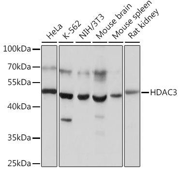 Western blot analysis of extracts of various cell lines, using HDAC3 antibody  at 1:1000 dilution.
Secondary antibody: HRP Goat Anti-Rabbit IgG   at 1:10000 dilution.
Lysates/proteins: 25ug per lane.
Blocking buffer: 3% nonfat dry milk in TBST.
Detection: ECL Basic Kit .
Exposure time: 10s.