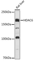 Western blot analysis of extracts of Rat liver, using HDAC6 antibody  at 1:500 dilution.
Secondary antibody: HRP Goat Anti-Rabbit IgG   at 1:10000 dilution.
Lysates/proteins: 25ug per lane.
Blocking buffer: 3% nonfat dry milk in TBST.
Detection: ECL Basic Kit .
Exposure time: 1s.