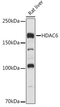 Western blot analysis of extracts of Rat liver, using HDAC6 antibody  at 1:500 dilution.
Secondary antibody: HRP Goat Anti-Rabbit IgG   at 1:10000 dilution.
Lysates/proteins: 25ug per lane.
Blocking buffer: 3% nonfat dry milk in TBST.
Detection: ECL Basic Kit .
Exposure time: 1s.