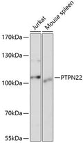 Western blot analysis of extracts of various cell lines, using PTPN22 antibody  at 1:1000 dilution.
Secondary antibody: HRP Goat Anti-Rabbit IgG   at 1:10000 dilution.
Lysates/proteins: 25ug per lane.
Blocking buffer: 3% nonfat dry milk in TBST.
Detection: ECL Basic Kit .
Exposure time: 5s.
