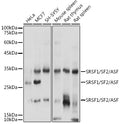Western blot analysis of extracts of various cell lines, using SRSF1/SF2/ASF antibody  at 1:1000 dilution.
Secondary antibody: HRP Goat Anti-Rabbit IgG   at 1:10000 dilution.
Lysates/proteins: 25ug per lane.
Blocking buffer: 3% nonfat dry milk in TBST.
Detection: ECL Basic Kit .
Exposure time: 1s.