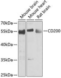 Western blot analysis of extracts of mouse brain, using CD200 antibody.