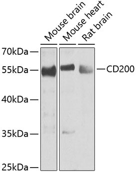 Western blot analysis of extracts of mouse brain, using CD200 antibody.