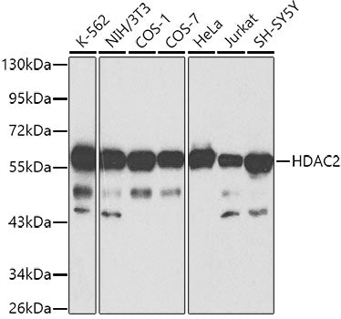 HDAC2 polyclonal antibody – Figure 1 of 5