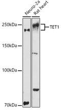 TET1 polyclonal antibody - Figure 1 of 1