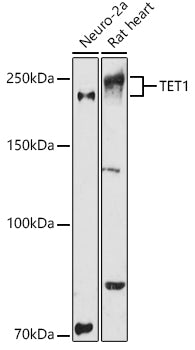 TET1 polyclonal antibody - Figure 1 of 1