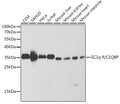 Western blot analysis of extracts of various cell lines, using GC1q R/GC1q R/C1QBP antibody  at 1:1000 dilution.
Secondary antibody: HRP Goat Anti-Rabbit IgG   at 1:10000 dilution.
Lysates/proteins: 25ug per lane.
Blocking buffer: 3% nonfat dry milk in TBST.