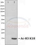 Western blot analysis of extracts from HeLa cells, treated with TSA 400nM 24h, using Histone H3 (Acetyl-K18) Antibody. The…