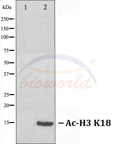 Western blot analysis of extracts from HeLa cells, treated with TSA 400nM 24h, using Histone H3 (Acetyl-K18) Antibody. The…