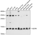 Western blot analysis of extracts of various cell lines, using UQCRB antibody  at 1:1000 dilution.
Secondary antibody: HRP Goat Anti-Rabbit IgG   at 1:10000 dilution.
Lysates/proteins: 25ug per lane.
Blocking buffer: 3% nonfat dry milk in TBST.
Detection: ECL Basic Kit .
Exposure time: 10s.