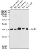 Western blot analysis of extracts of various cell lines, using GNB3 antibody  at 1:1000 dilution.
Secondary antibody: HRP Goat Anti-Rabbit IgG   at 1:10000 dilution.
Lysates/proteins: 25ug per lane.
Blocking buffer: 3% nonfat dry milk in TBST.
Detection: ECL Basic Kit .
Exposure time: 10s.